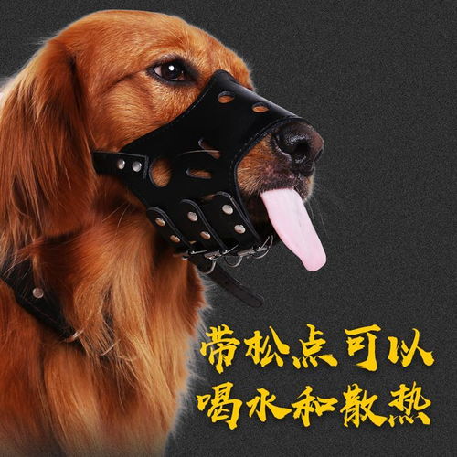 狗狗用嘴套與止吠器全解析｜防亂吃、圍叫、真愛護